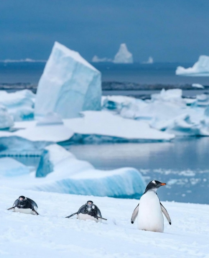 Du thuyền Nam Cực đưa bạn đến vùng đất hoang dã cuối cùng trên trái đất