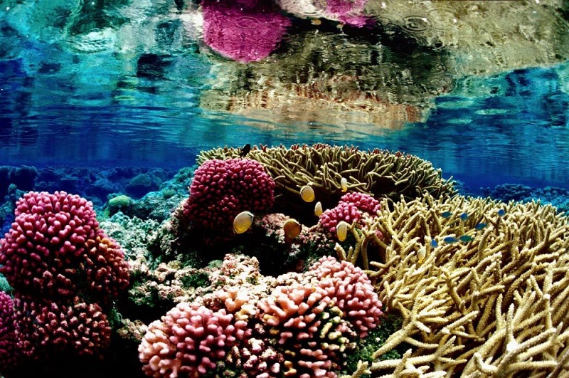 {}, khám phá thế giới san hô kỳ ảo ở vịnh vĩnh hy từ tàu đáy kính