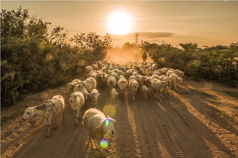 Chơi đùa giữa thảo nguyên ở cánh đồng cừu An Hòa, Ninh Thuận