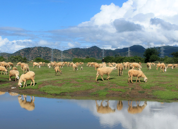 Theo Dấu chân du mục đi chăn cừu ở Ninh Thuận