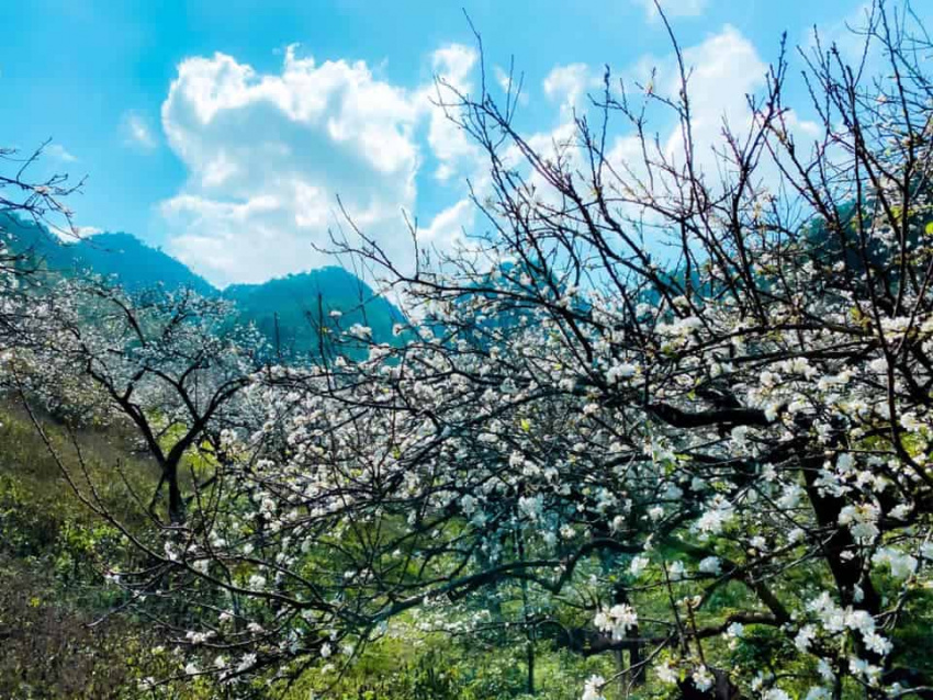 Thung Lũng Mu Náu Mộc Châu, hoa mận nở trắng như lạc vào thần thoại