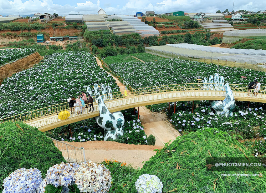 Nhớ ghé Vườn Hoa Cẩm Tú Cầu ở Đà Lạt ngay Trại Mát chụp ảnh sống ảo nhe