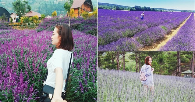 Cánh đồng hoa Lavender Hồ Tuyền Lâm đẹp như thế nào?