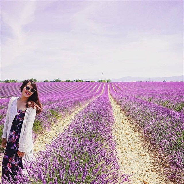 {}, cánh đồng hoa lavender hồ tuyền lâm đẹp như thế nào?