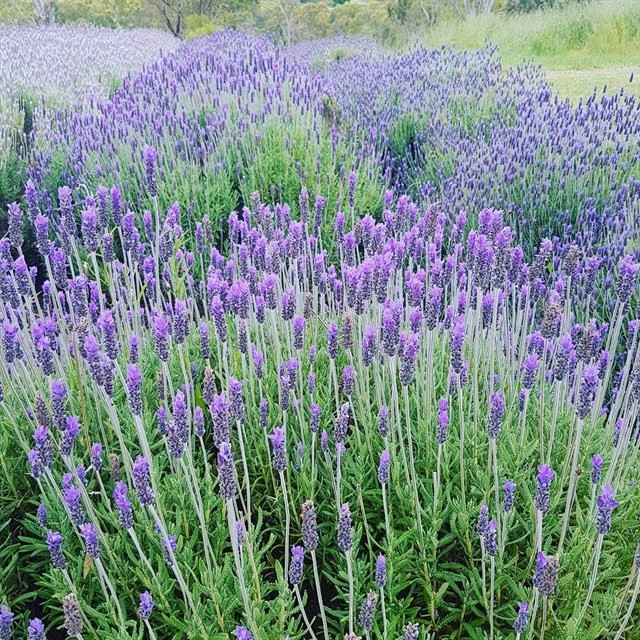 {}, cánh đồng hoa lavender hồ tuyền lâm đẹp như thế nào?