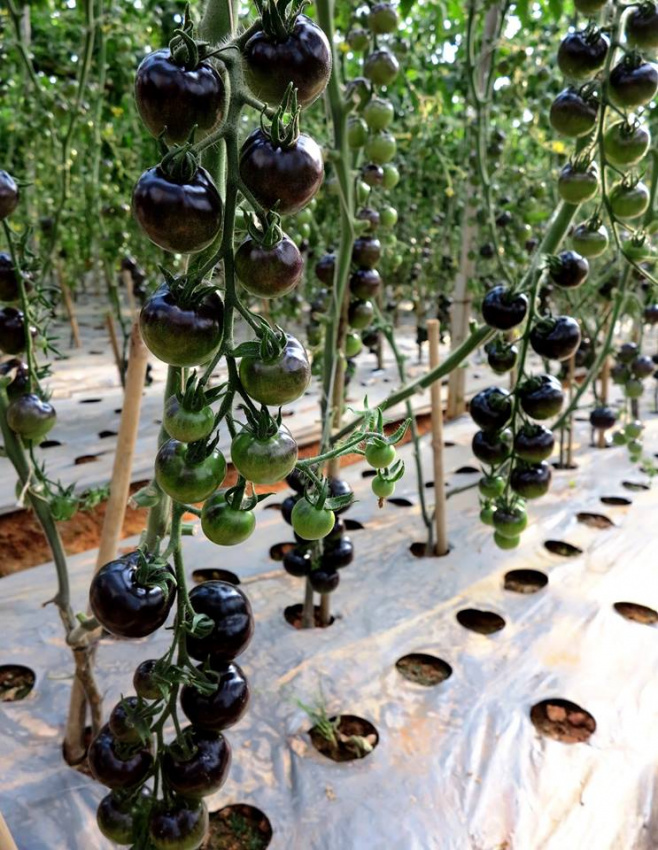Cơn sốt cà chua đen Đà Lạt và phương pháp trồng của người nông dân
