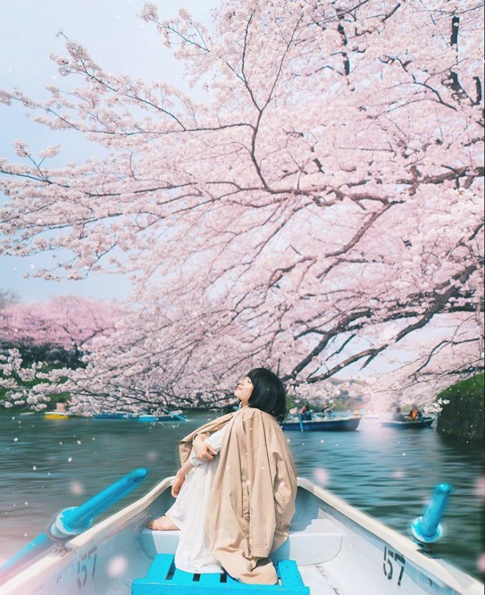 Lướt Instagram từ Âu đến Á là biết mùa hoa anh đào tuyệt đẹp đã thực sự đến rồi