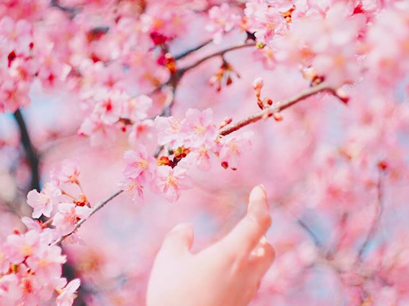 lướt instagram từ âu đến á là biết mùa hoa anh đào tuyệt đẹp đã thực sự đến rồi