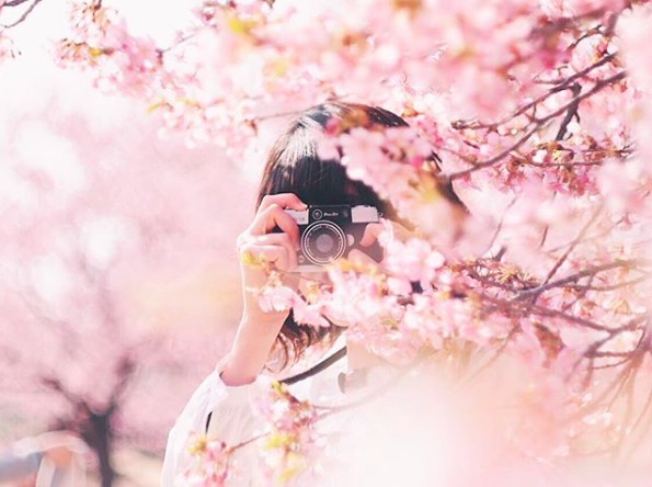 lướt instagram từ âu đến á là biết mùa hoa anh đào tuyệt đẹp đã thực sự đến rồi