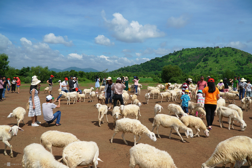 Đồng Cừu Suối Nghệ hút khách ở Bà Rịa Vũng Tàu