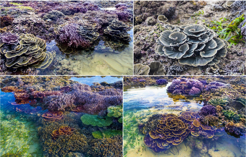hòn yến, địa điểm ngắm san hô trên cạn đẹp ảo diệu tại phú yên