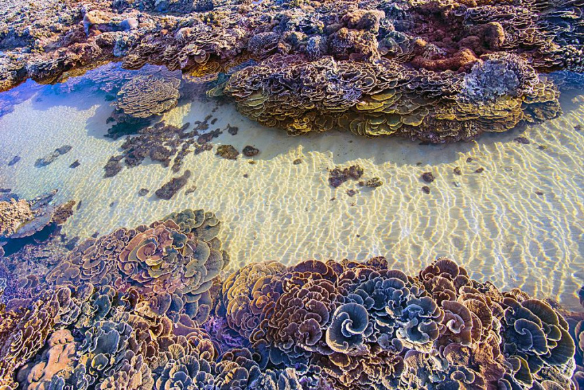 hòn yến, địa điểm ngắm san hô trên cạn đẹp ảo diệu tại phú yên