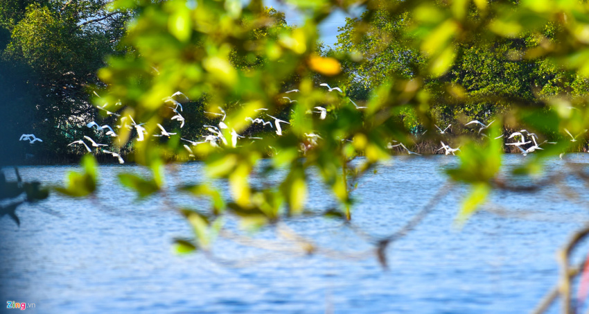 cồn chim, đảo ngọc sinh thái bên phố biển quy nhơn