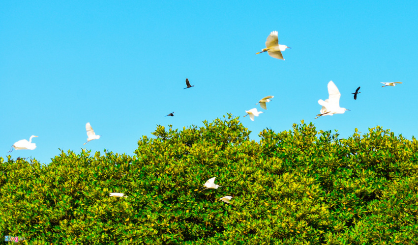 cồn chim, đảo ngọc sinh thái bên phố biển quy nhơn