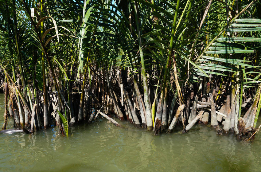 rừng dừa bảy mẫu, miền tây sông nước tại hội an