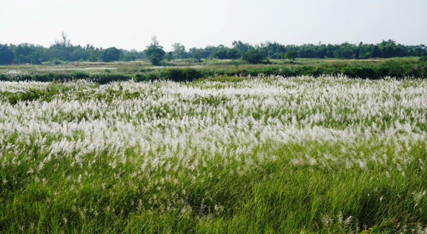 Cánh đồng cỏ lau trắng giữa sông Trà Khúc