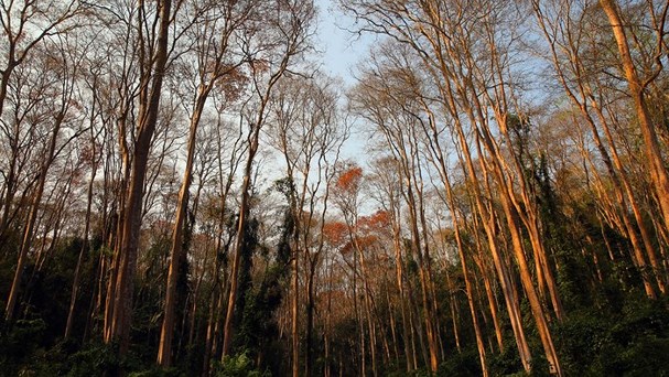 rừng săng lẻ tương dương mùa trút lá