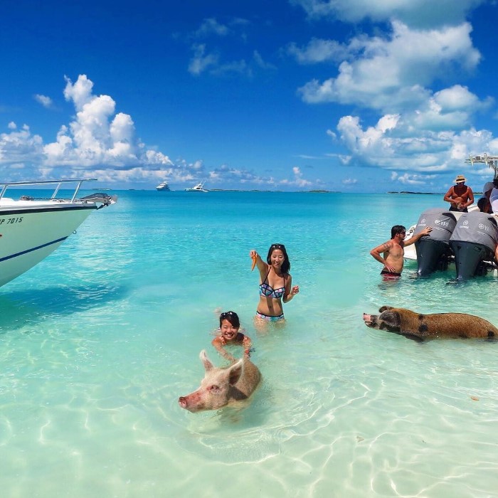 đâu là những hòn đảo động vật cực dễ thương mê hoặc du khách?