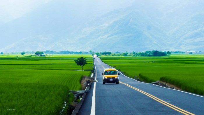 Đại lộ thảm lúa trải vàng 'đẹp rụng tim' ở Đài Loan
