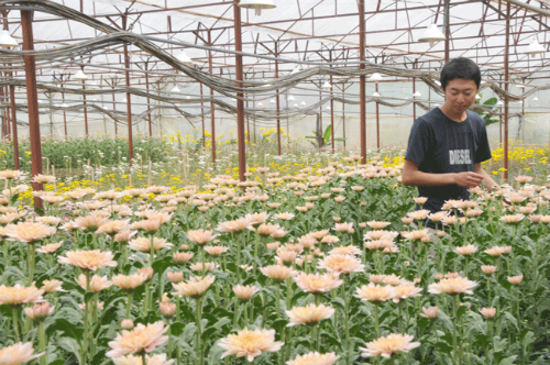 Chàng trai Nhật Bản bỏ phố lên rừng mở trang trại hoa tại Đà Lạt