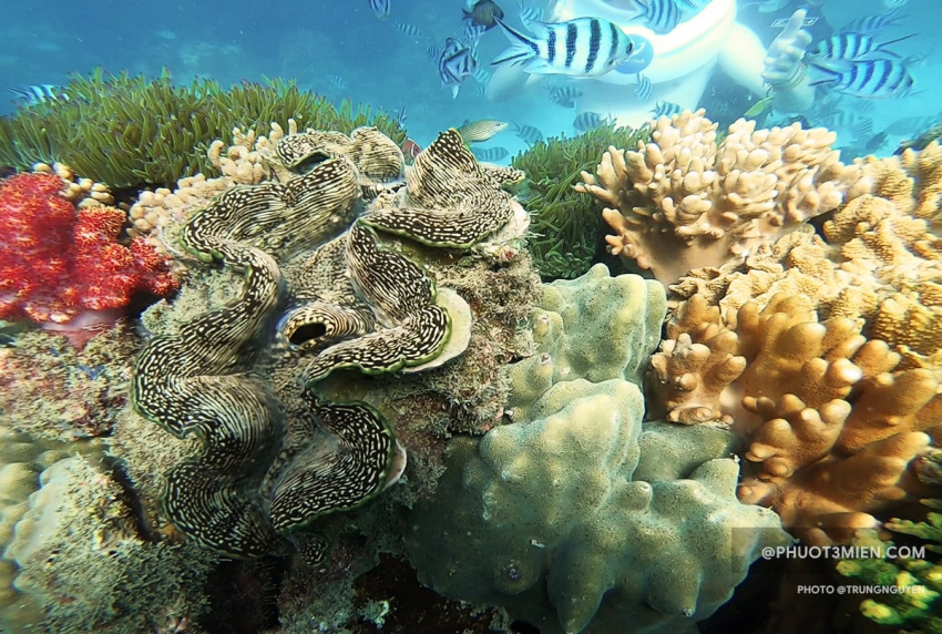 phú quốc, kiên giang, miền nam, review chuyến đi bộ dưới biển lặn ngắm san hô ở công viên namaste phú quốc