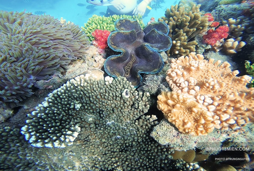 phú quốc, kiên giang, miền nam, review chuyến đi bộ dưới biển lặn ngắm san hô ở công viên namaste phú quốc
