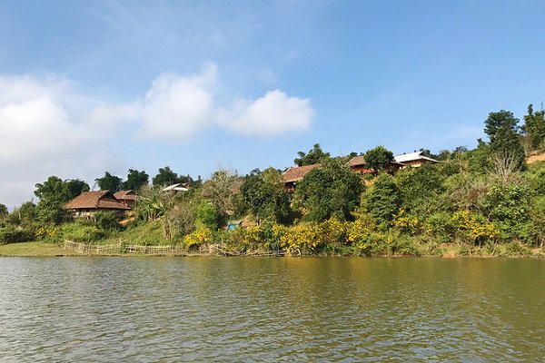 Hoa anh đào Nhật Bản nở rộ giữa lòng hồ Pá Khoang ở Điện Biên