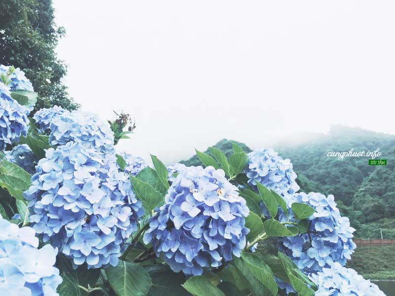 ngắm vườn hoa cẩm tú cầu rực rỡ trên rừng phia đén