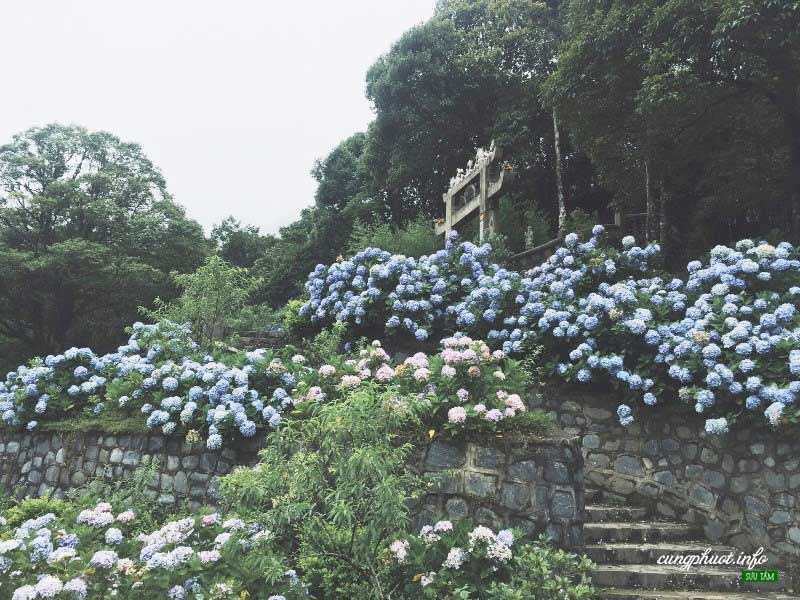 ngắm vườn hoa cẩm tú cầu rực rỡ trên rừng phia đén