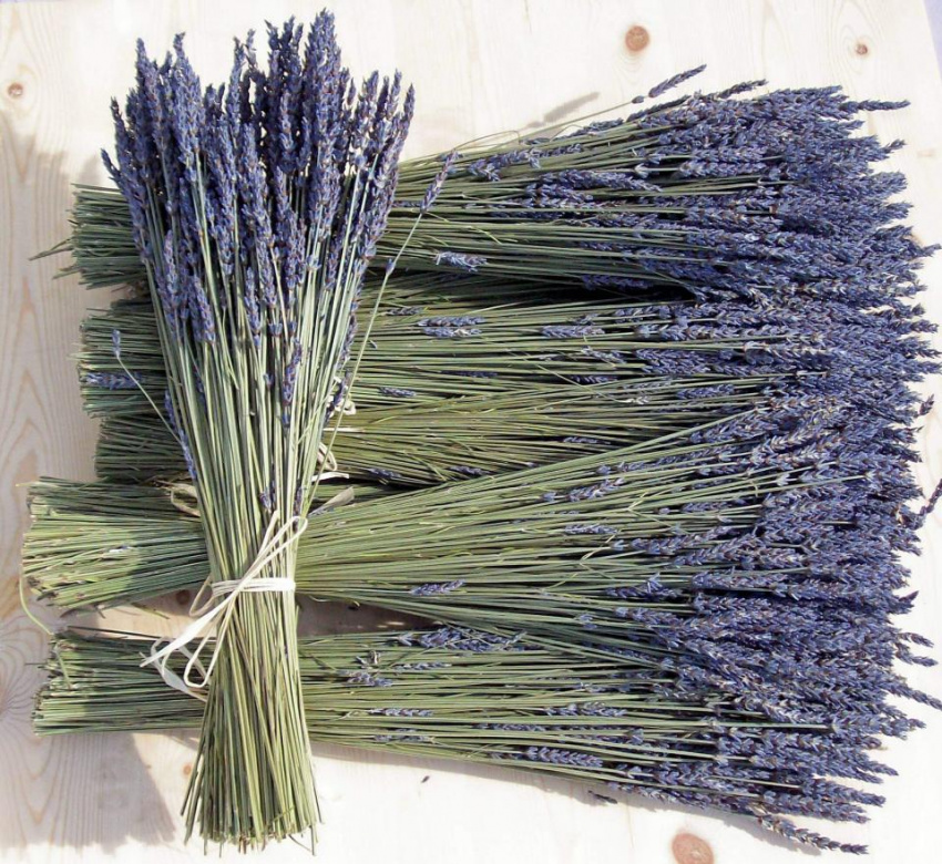 Công dụng của hoa Lavender khô Đà Lạt