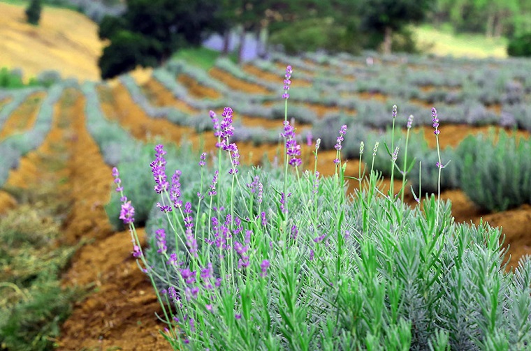 {}, cánh đồng hoa lavender đà lạt đang gây sốt