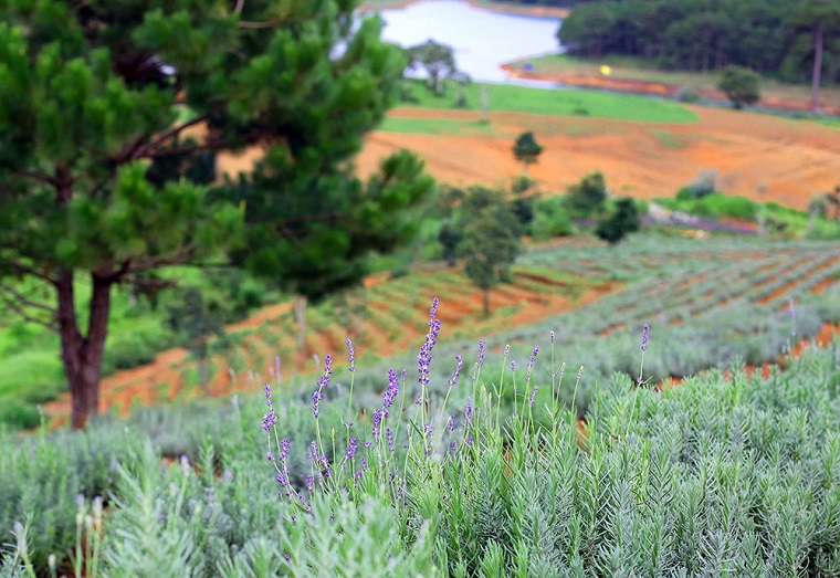 {}, cánh đồng hoa lavender đà lạt đang gây sốt