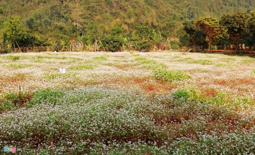 Vườn hoa tam giác mạch ở Ninh Bình