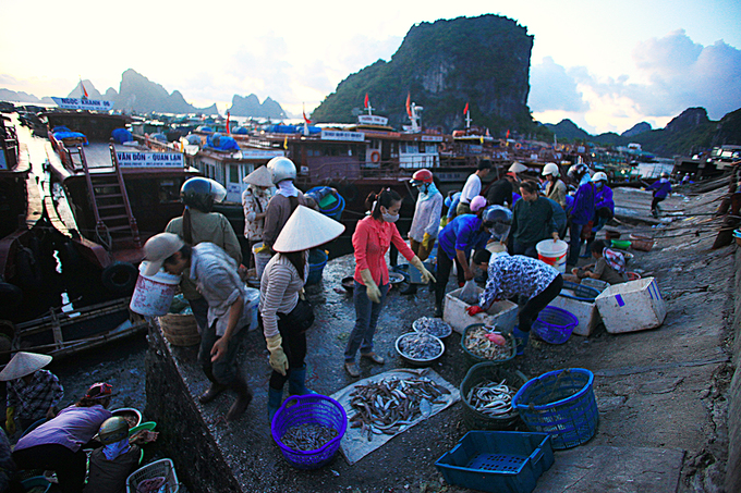 chợ cá cái rồng tấp nập trên cầu cảng ra đảo cô tô