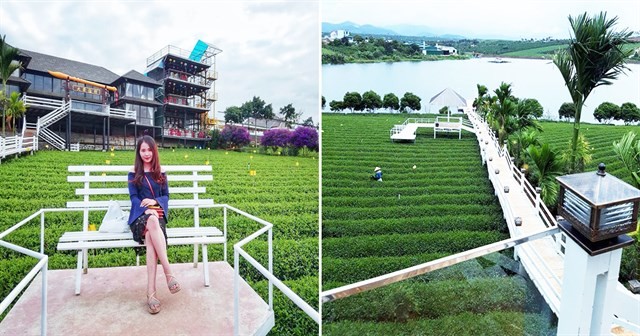 Long Đỉnh Organic Tea - Ốc đảo trà đẹp nhất Lâm Đồng