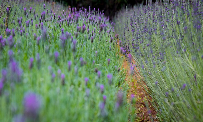 {}, cánh đồng hoa lavender rộng hàng hecta tại đà lạt