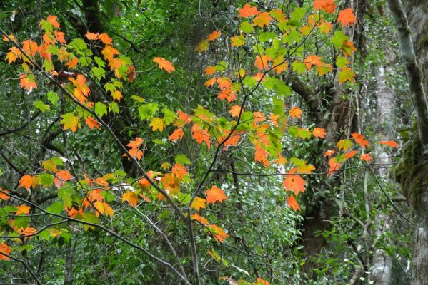 Một ngày khám phá rừng lá Phong rực rỡ sắc màu tại Đà Lạt