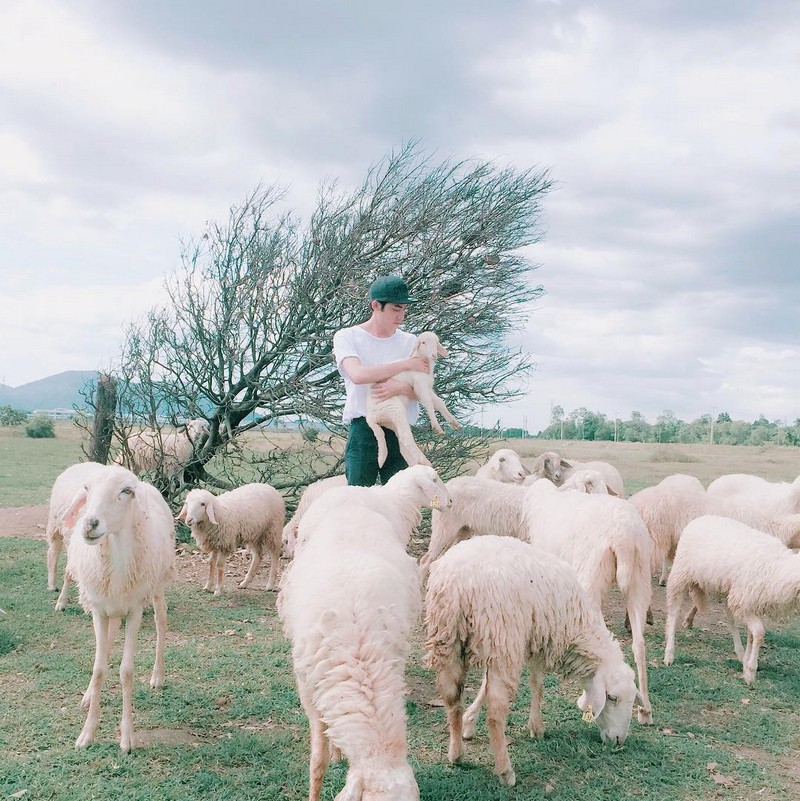 “Sống ảo” tại cánh đồng cừu tuyệt đẹp ở Vũng Tàu
