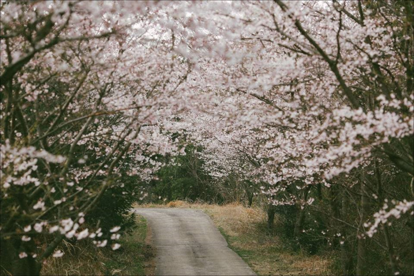 Ngây ngất mùa hoa anh đào thơ mộng về trên xứ đảo Jeju
