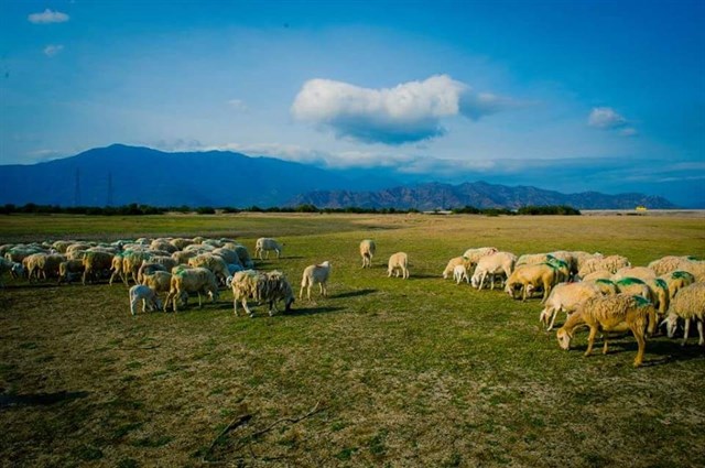 Những bức ảnh siêu cute với cánh đồng cừu cách Sài Gòn 70 km