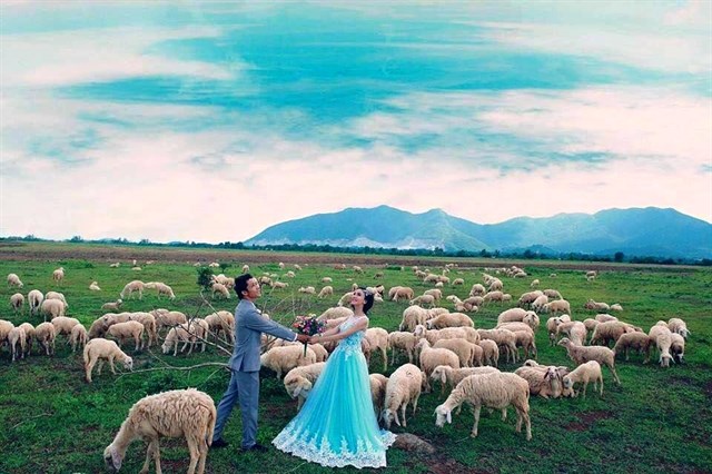 {}, những bức ảnh siêu cute với cánh đồng cừu cách sài gòn 70 km