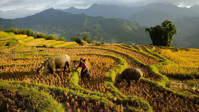 du lịch lào cai, du lịch tây bắc, du lịch y tý, thương miền non cao y tý trong bức họa cuộc sống muôn màu