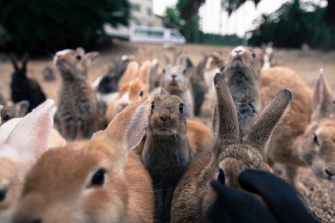 Hòn đảo thỏ nhiều hơn người ở Nhật Bản