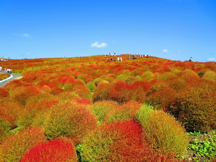 công viên hitachi, du lịch nhật bản, khám phá thế giới, thế giới đó đây, hớp hồn trước sự biến hóa sắc màu của đồi cỏ ở hitachi