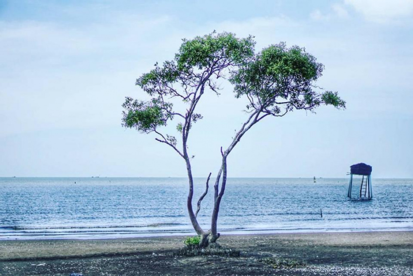 {}, “cây cô đơn giữa biển” chỉ cách sài gòn 70km