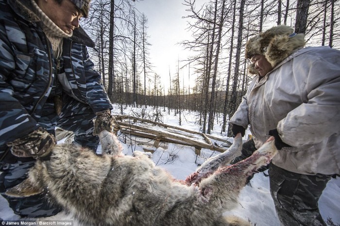 du lịch nga, du lịch siberia, khám phá thế giới, thế giới đó đây, nghề săn chó sói ở vùng đất lạnh giá nhất nga