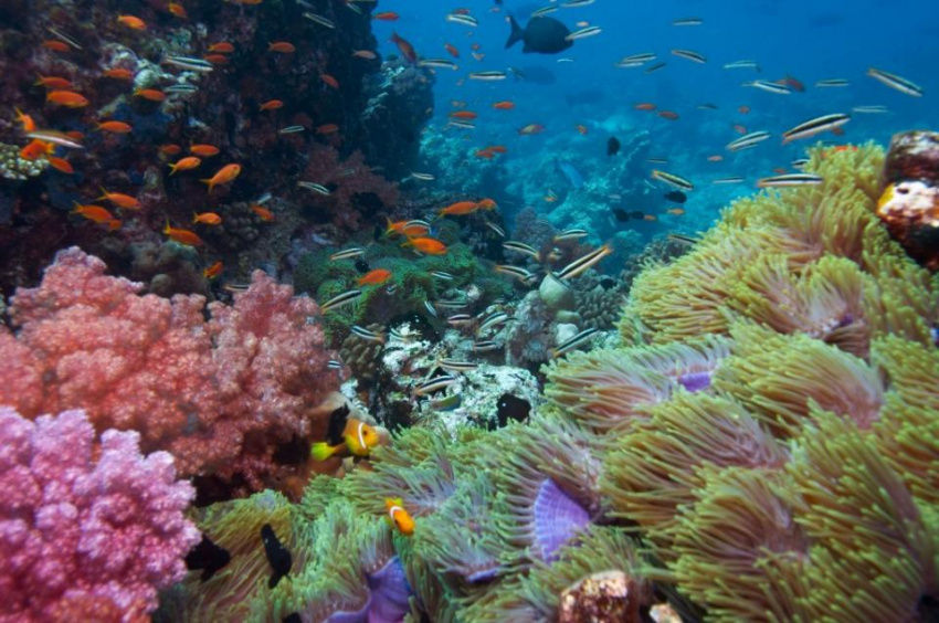 Kinh nghiệm lặn biển ngắm san hô ở đảo Phú Quốc