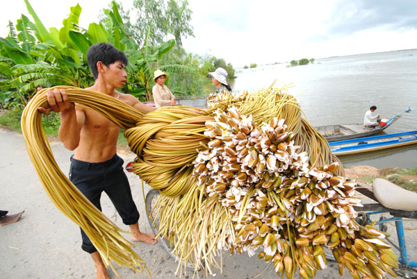 {}, đến miền tây xem hái bông súng mùa nước nổi