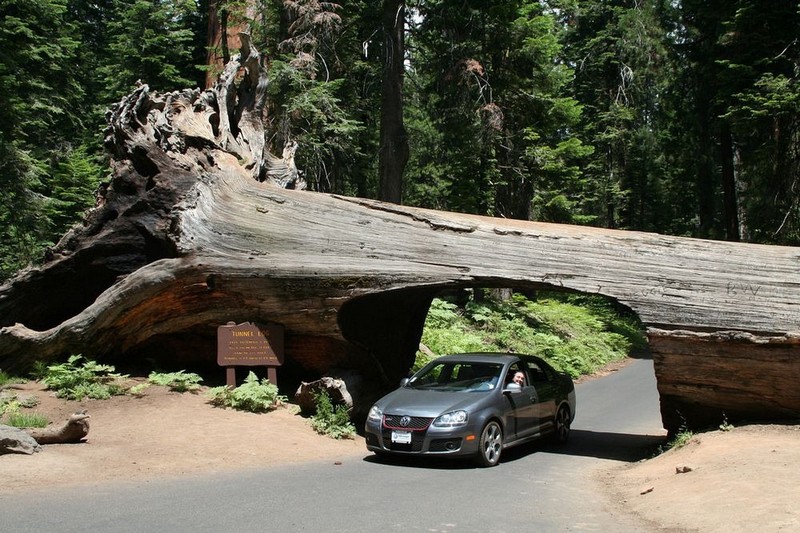 Độc đáo lối đi xuyên thân cây ở California