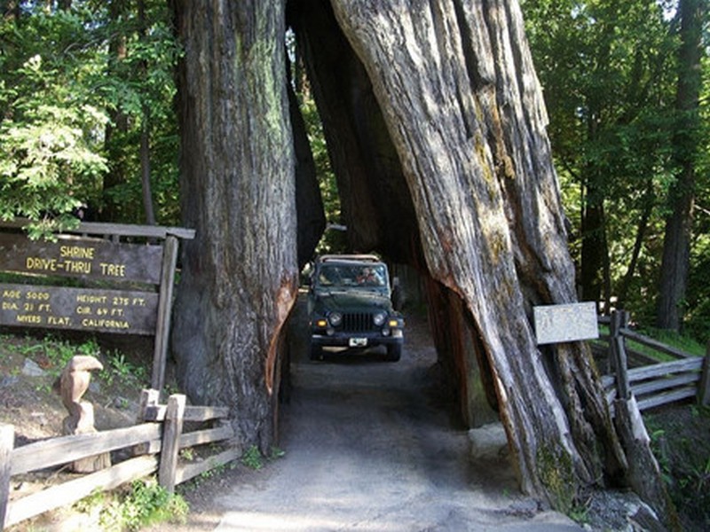 {}, độc đáo lối đi xuyên thân cây ở california